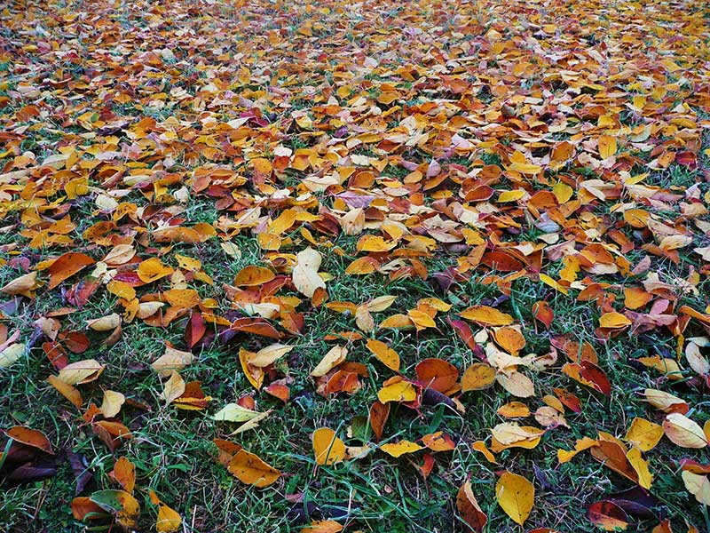 Autumn Lawn And Yard Maintenance Checklist Country Farm And Home