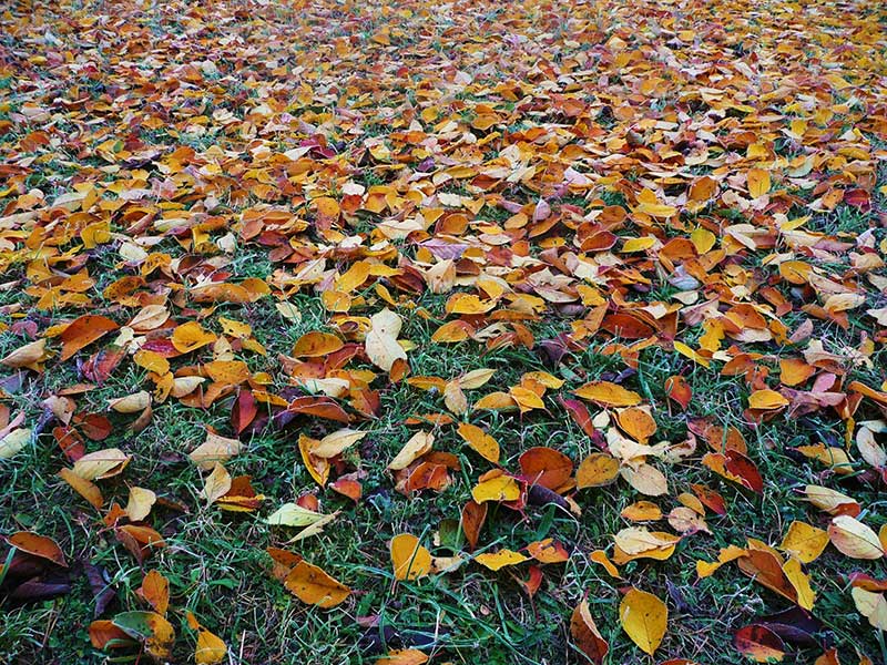 fall-grass